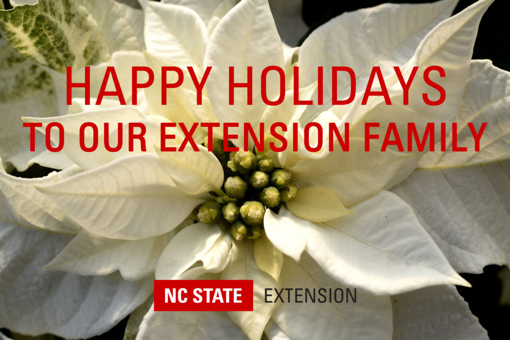 Extension holiday card pic_Princettia Pure white poinsettia