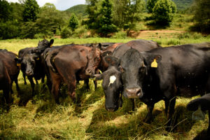 cattle grazing in field