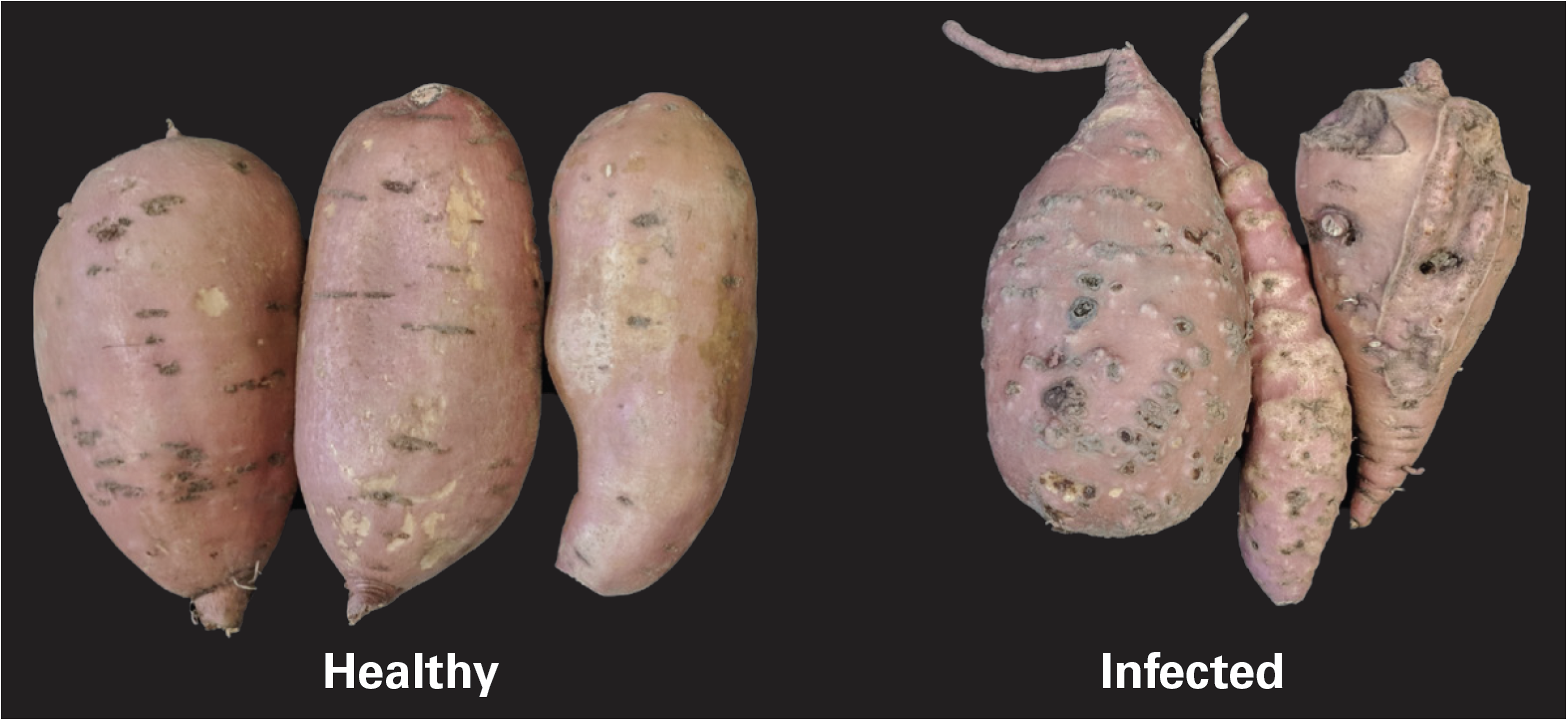 Side-by-side comparison showing non-infected sweet potatoes versus sweet potatoes infected with Guava Root Knot Nematode