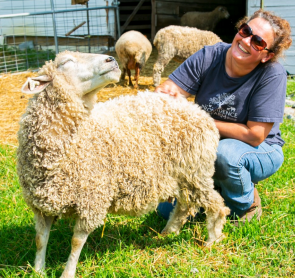 New Farmer [2019 Farm School Student] scratching sheep.