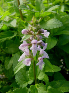 Photo of Flower and Foliage of Florida Betony