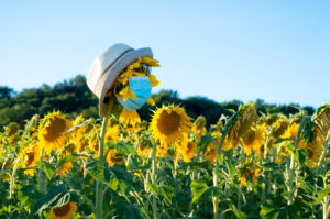 field of sunflowers, one wearing a disposable face mask and sun hat